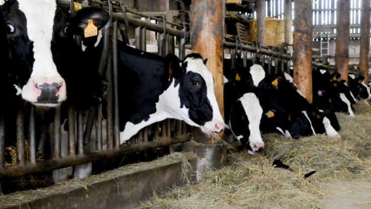 20110618 hopla ferme ulrich 051 RESIZED M