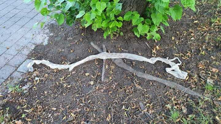 218156591 2728707717429680 7551514641264454341 n