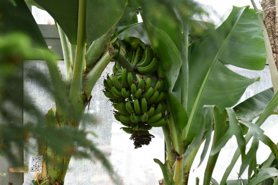 3 p1dt3gtnfpkjt21ipu41l4aeph4