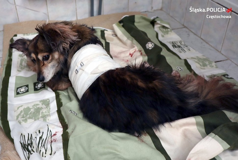 42 618094