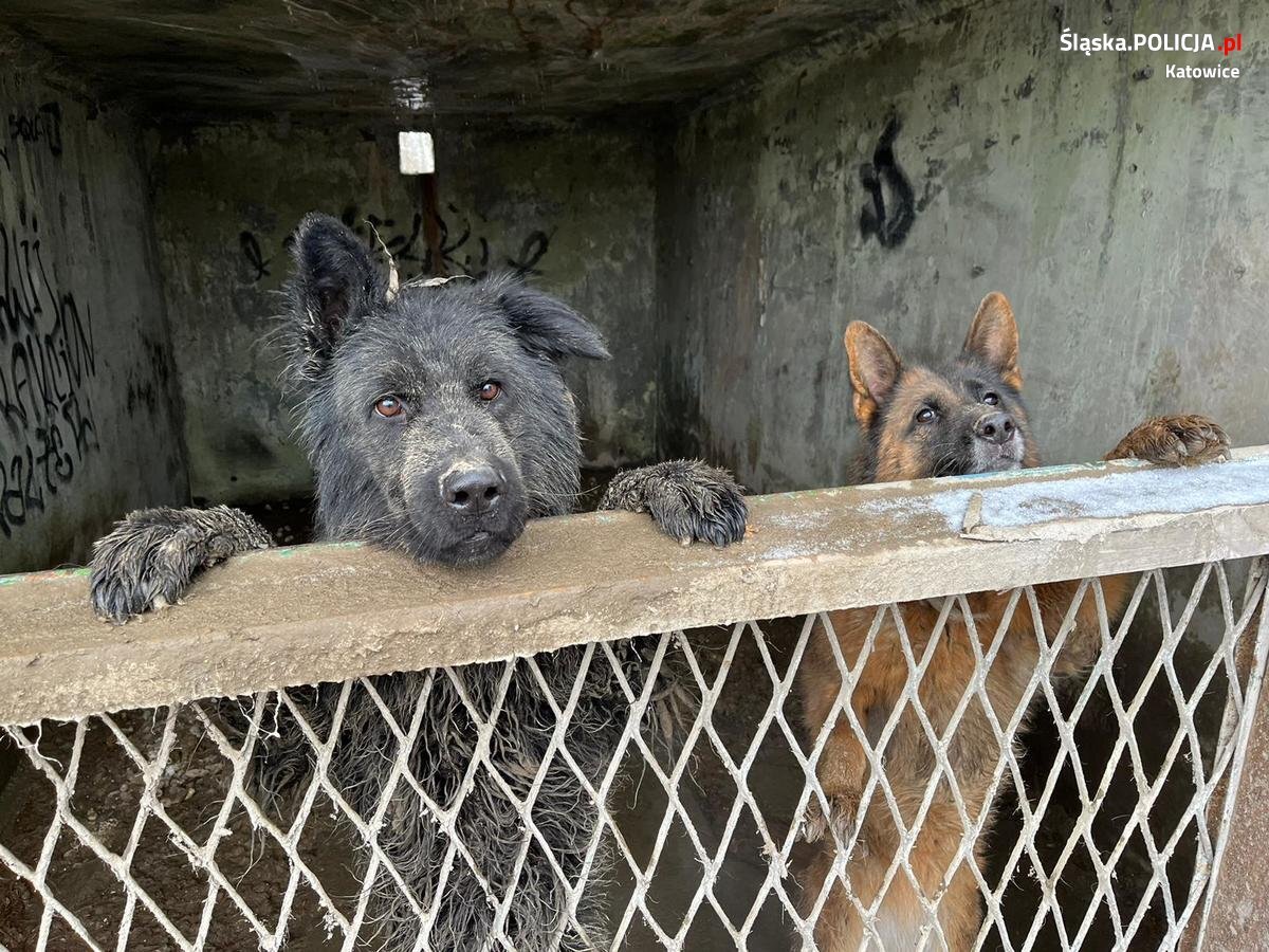 znęcanie się nad zwierzętami