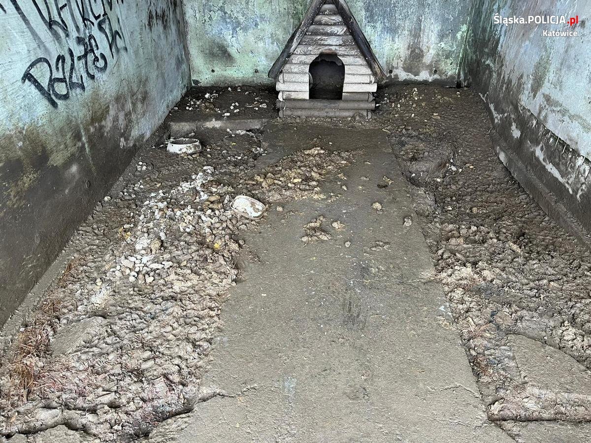 znęcanie się nad zwierzętami