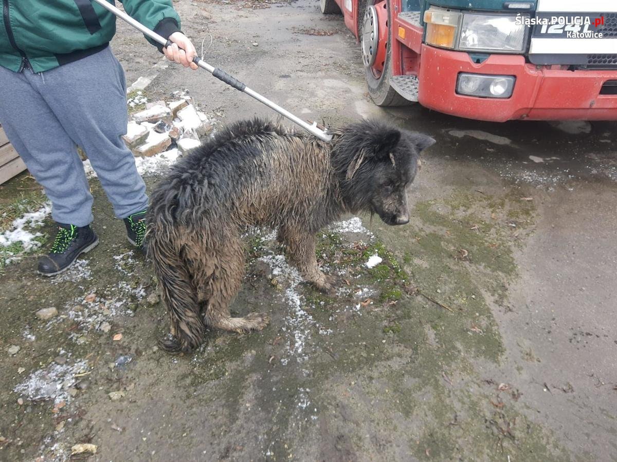znęcanie się nad zwierzętami