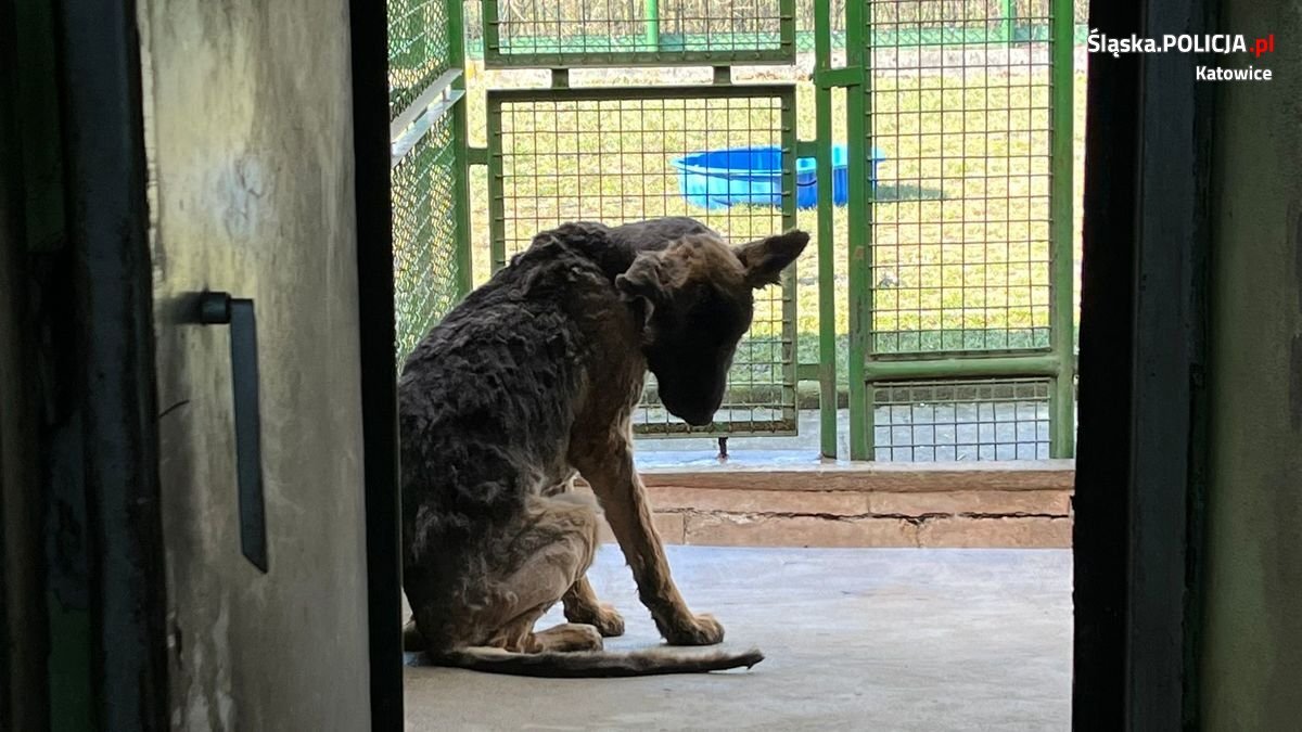znęcanie się nad zwierzętami
