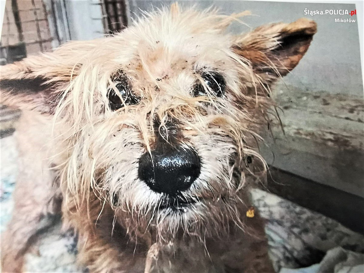 mieszkaniec Łazisk Górnych znęcał się nad psem