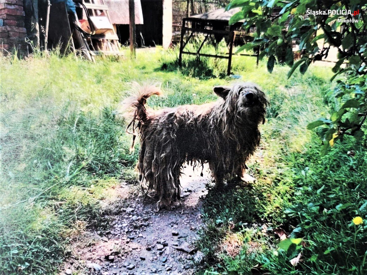mieszkaniec Łazisk Górnych znęcał się nad psem