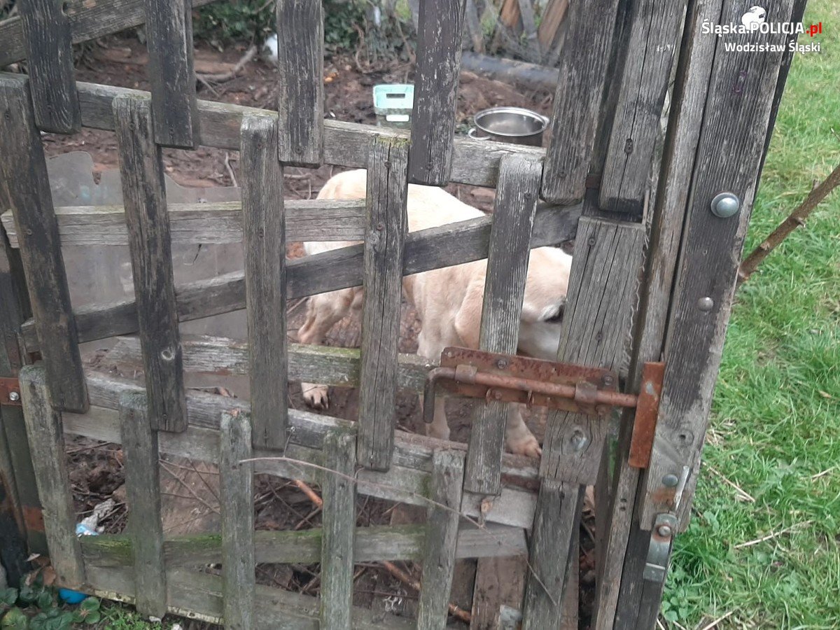 fot. KPP w Wodzisławiu Śląskim