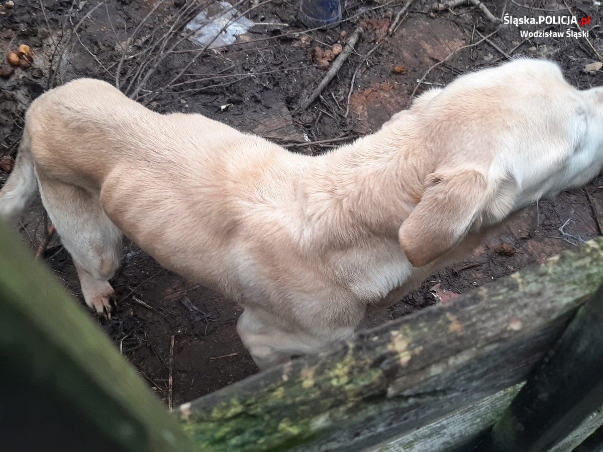 znęcanie się nad psem