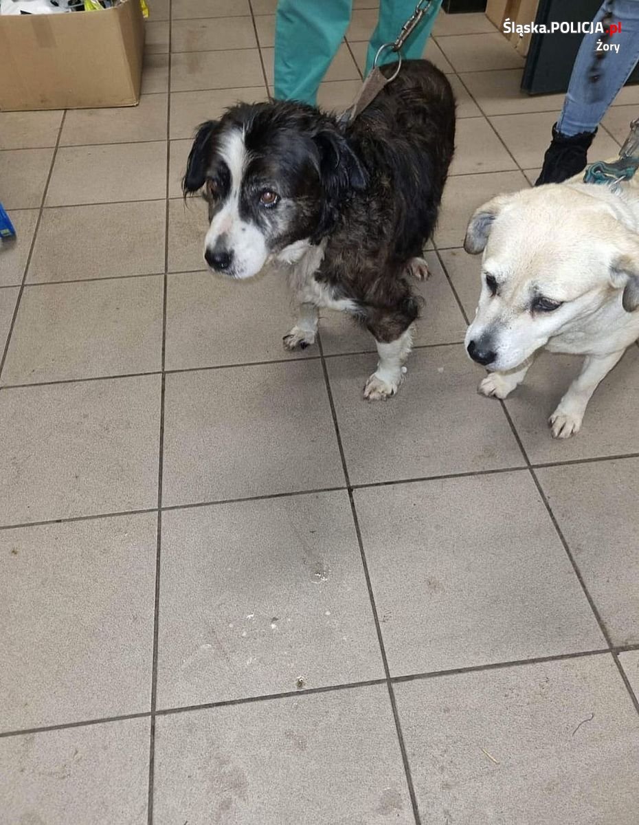 interwencja Pet Patrol w Żorach