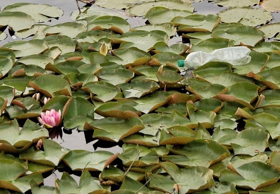 66510649 2573531865991856 633280433735335936 n