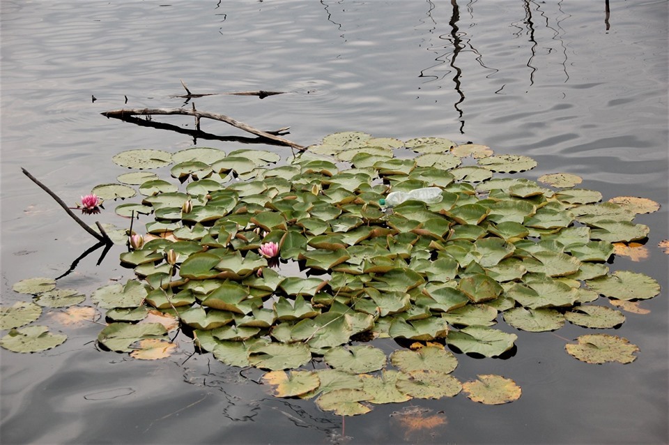 66584011 2573532065991836 3849918635850072064 n