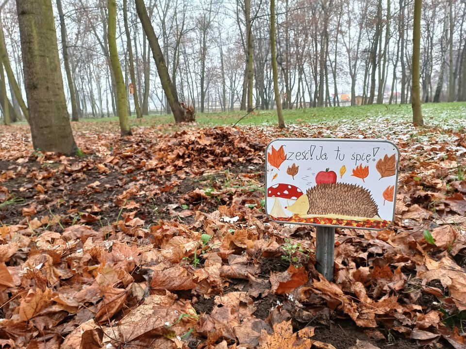 ochrona jeży w Będzinie