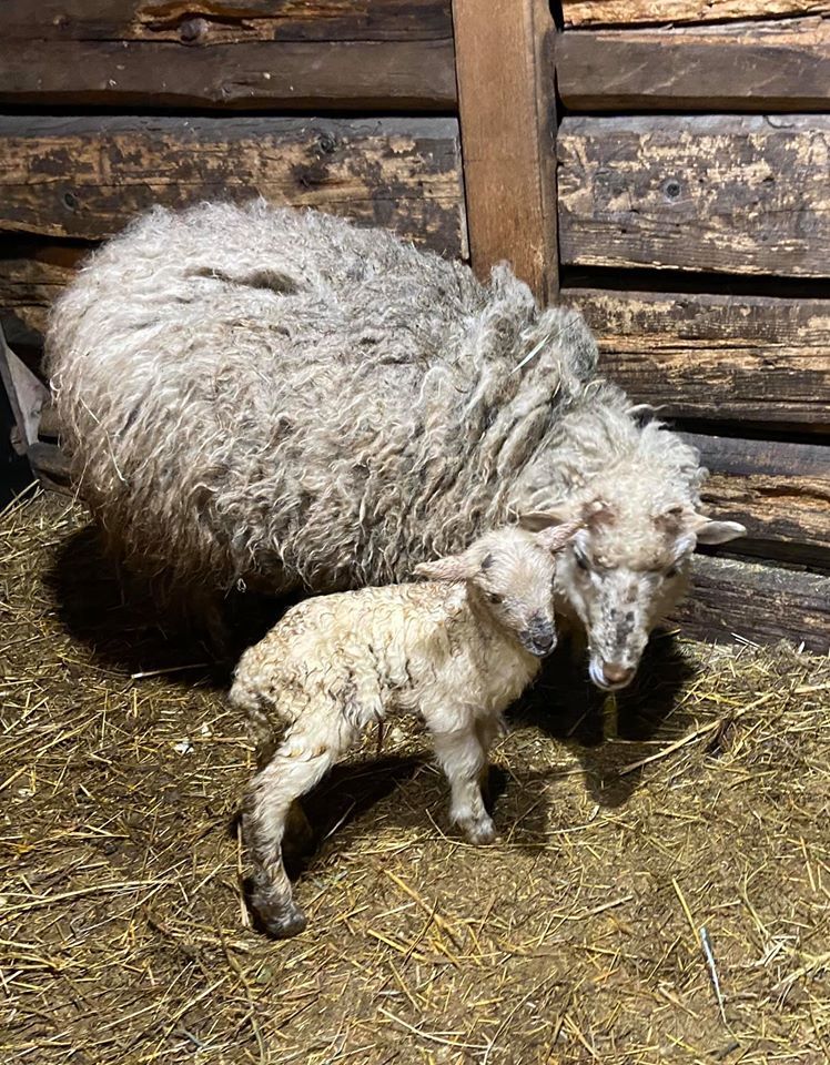 84072877 2671128512924135 5884729125419089920 o