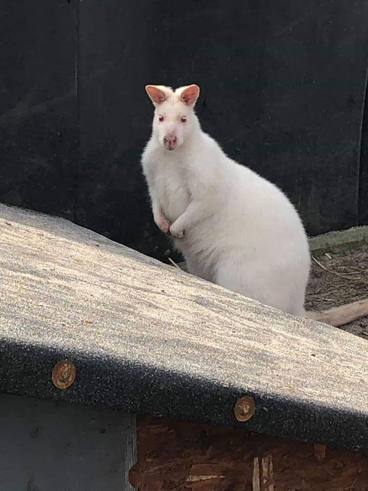 96290001 961875500931838 1104902945603846144 n