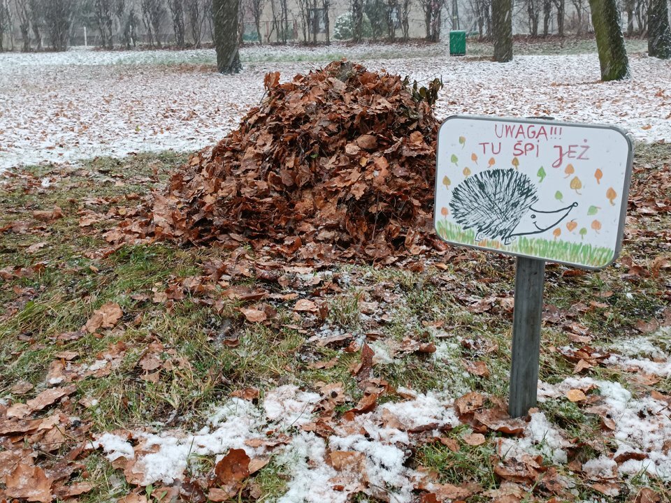 ochrona jeży w będzinie