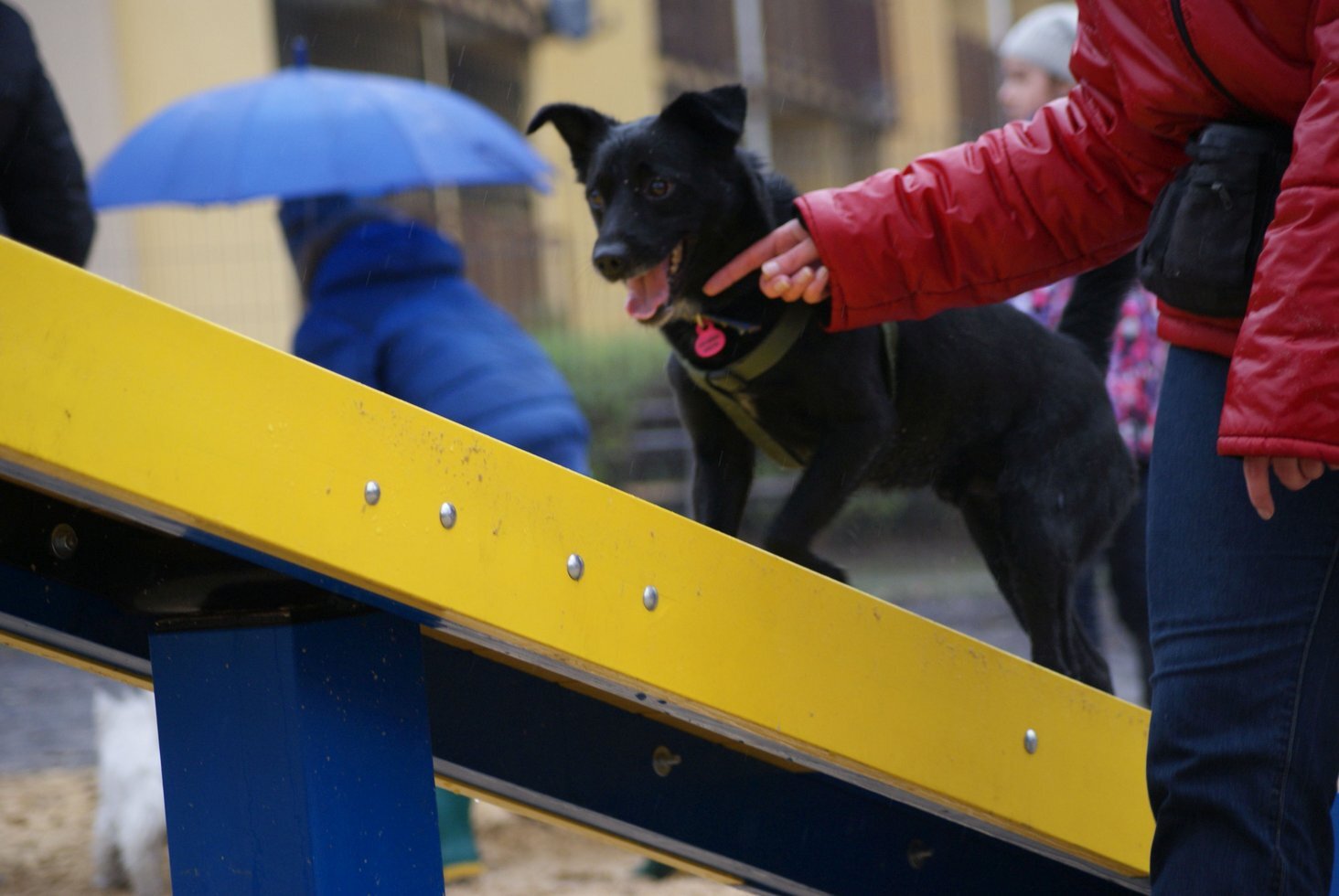 BO2016 L 3 11 2015 DOG PARK Jozefowiec Welnowiec Dzielnica przyjazna psom 4