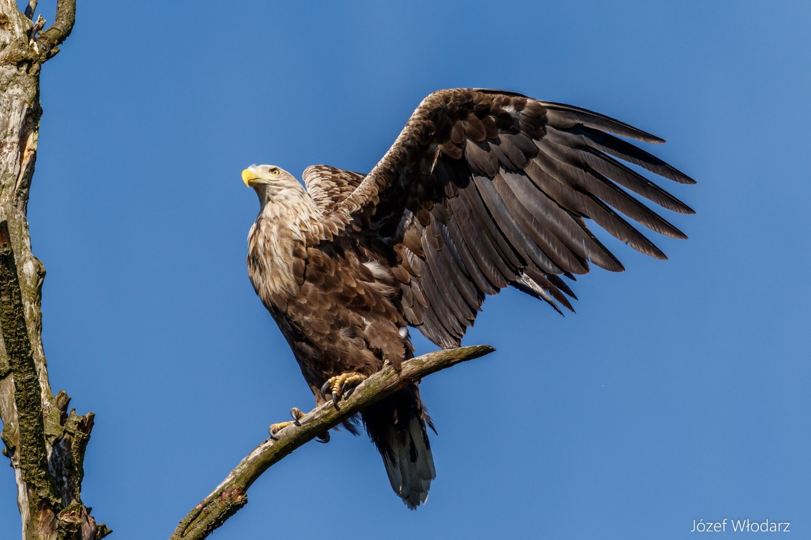 Bielik 2 fot Jozef Wlodarz fotograf przyrody