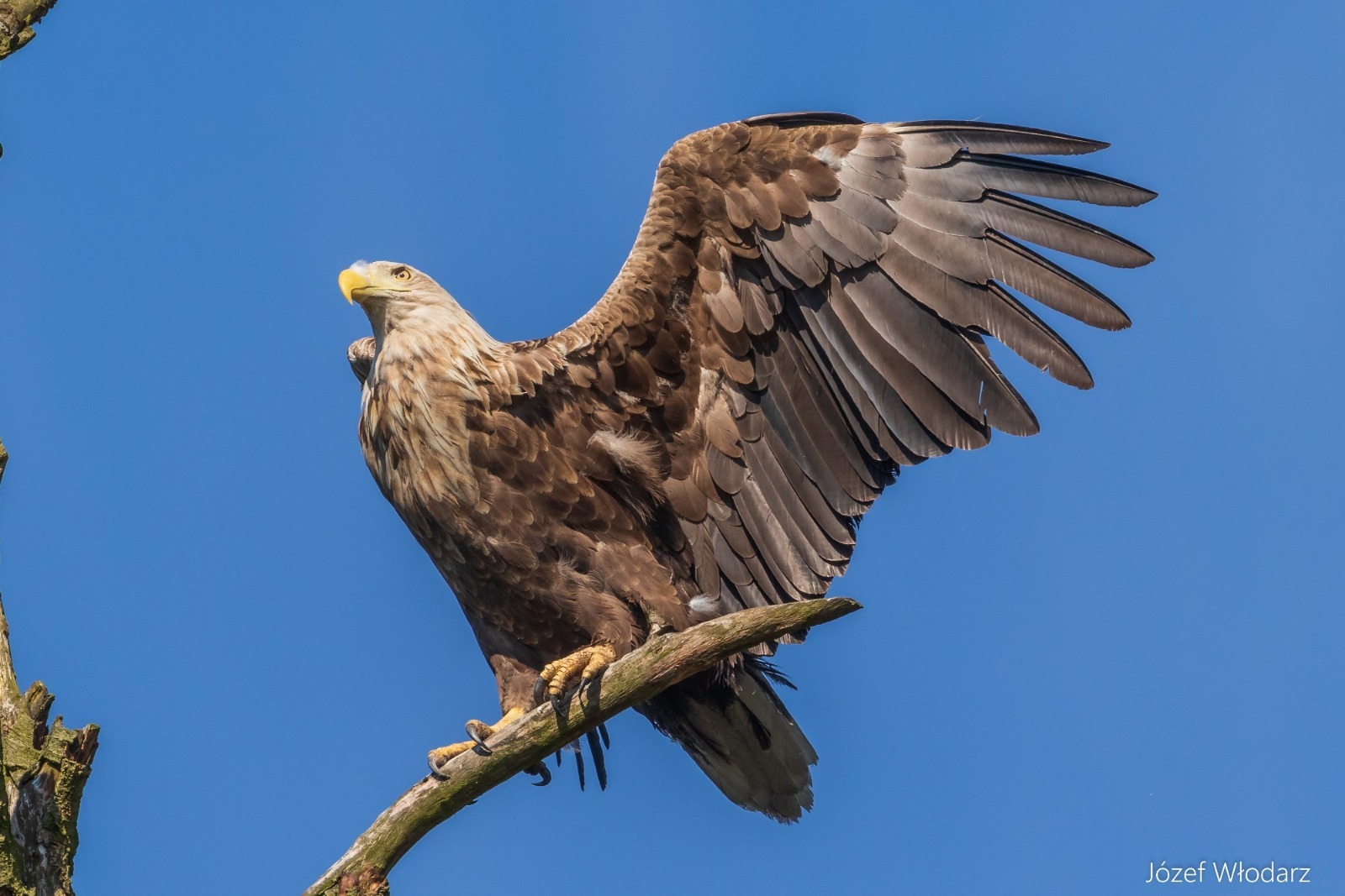Bielik 3 fot Jozef Wlodarz fotograf przyrody