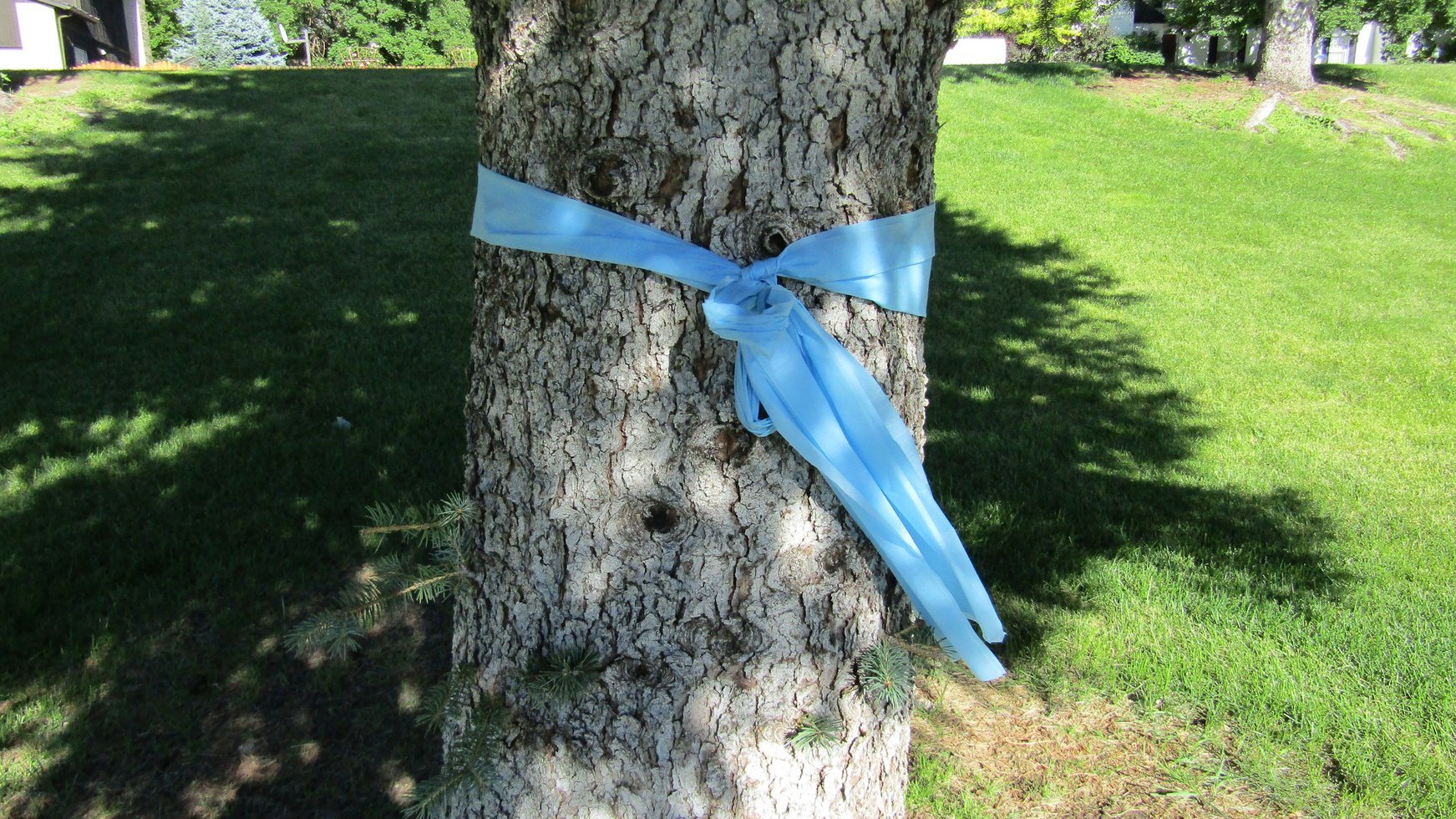 Blue ribbon 35849673366