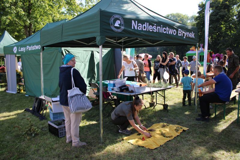 Cietrzewisko Koszecin Lasy Panstwowe 31