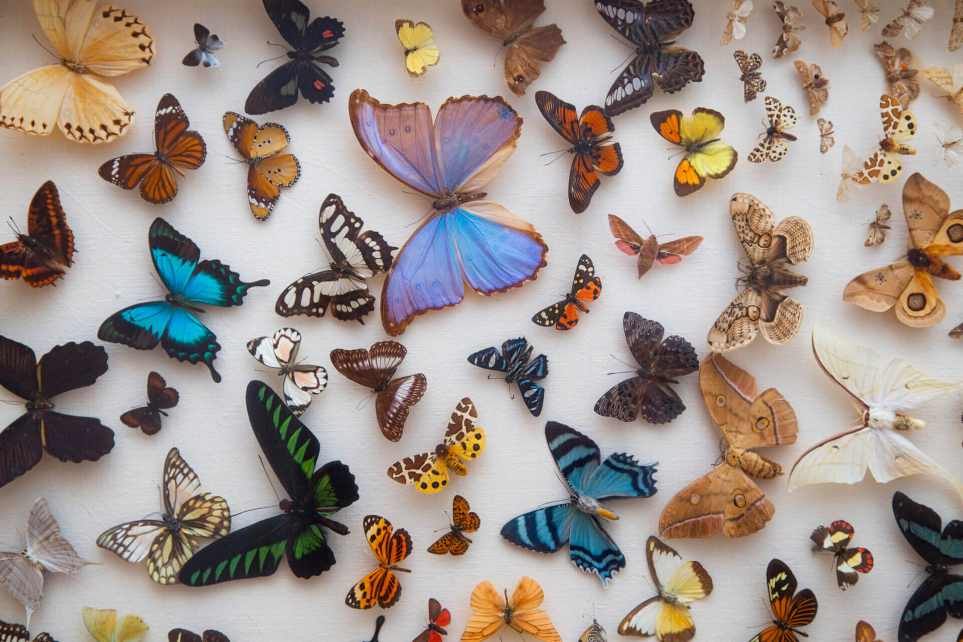 Dzień Wymiany Owadów i Targi Entomologiczne