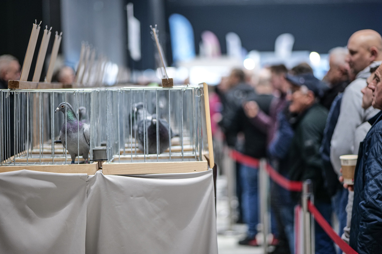 EXPO Gołębie