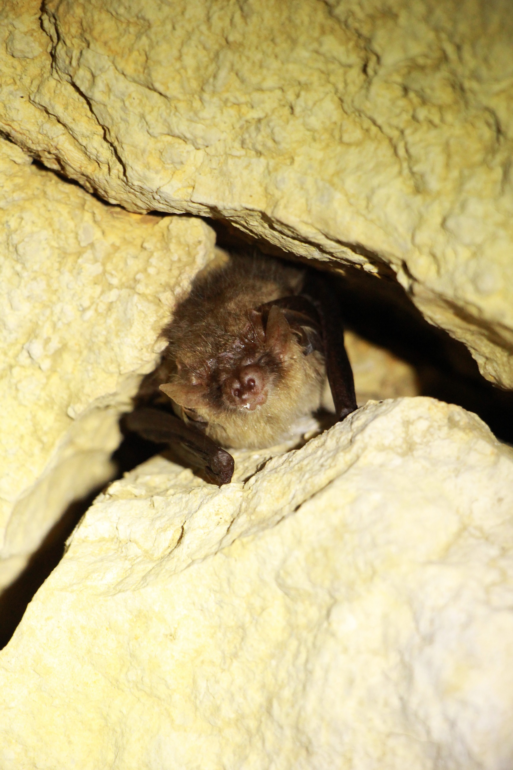 Gacek brunatny Plecotus auritus