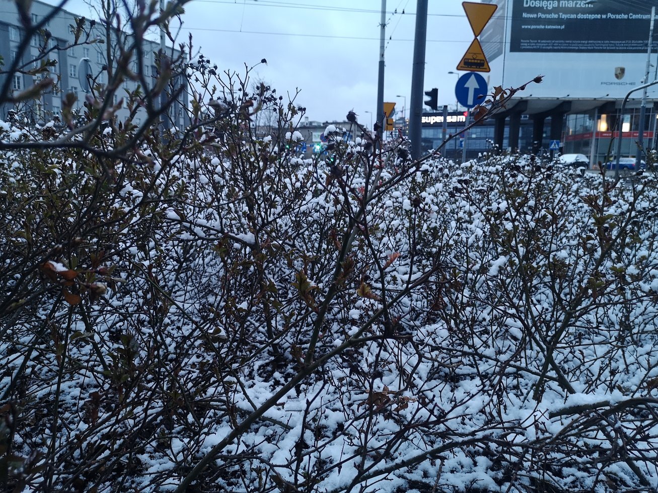 IMG 20210406 061353