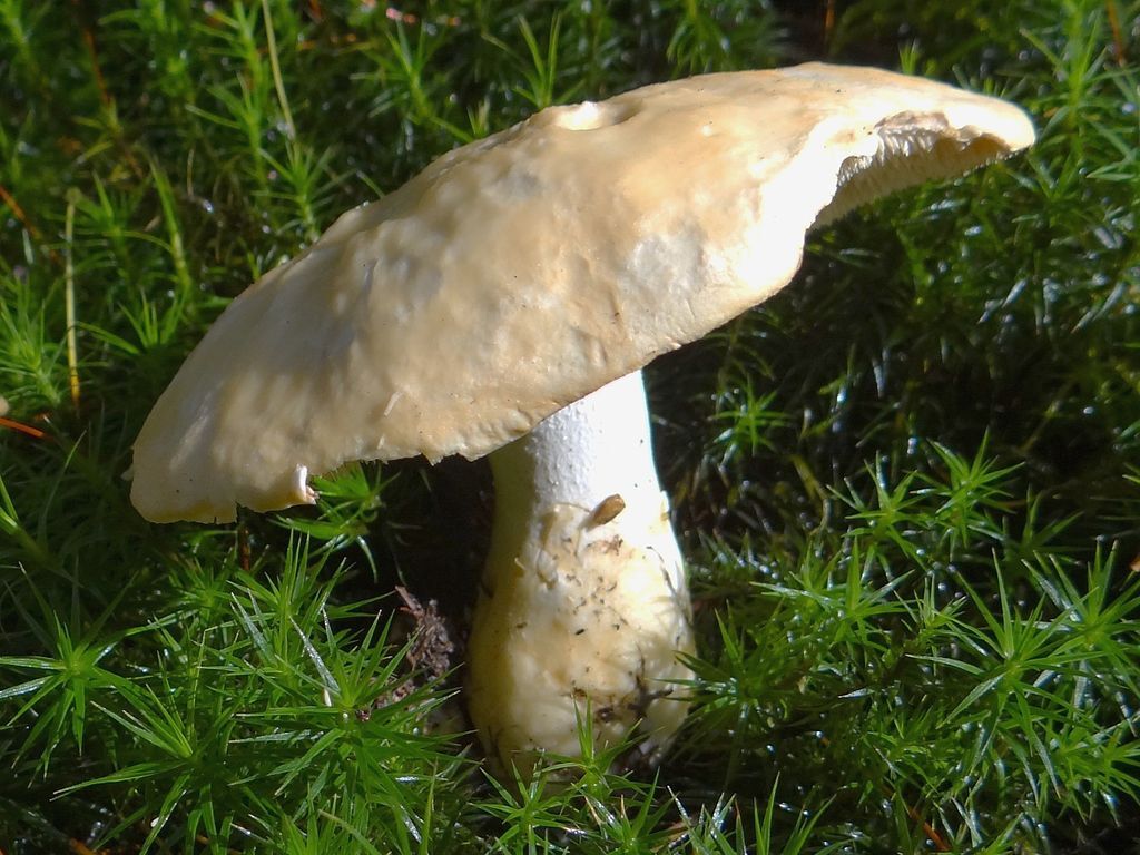 Klaczak obojczasty