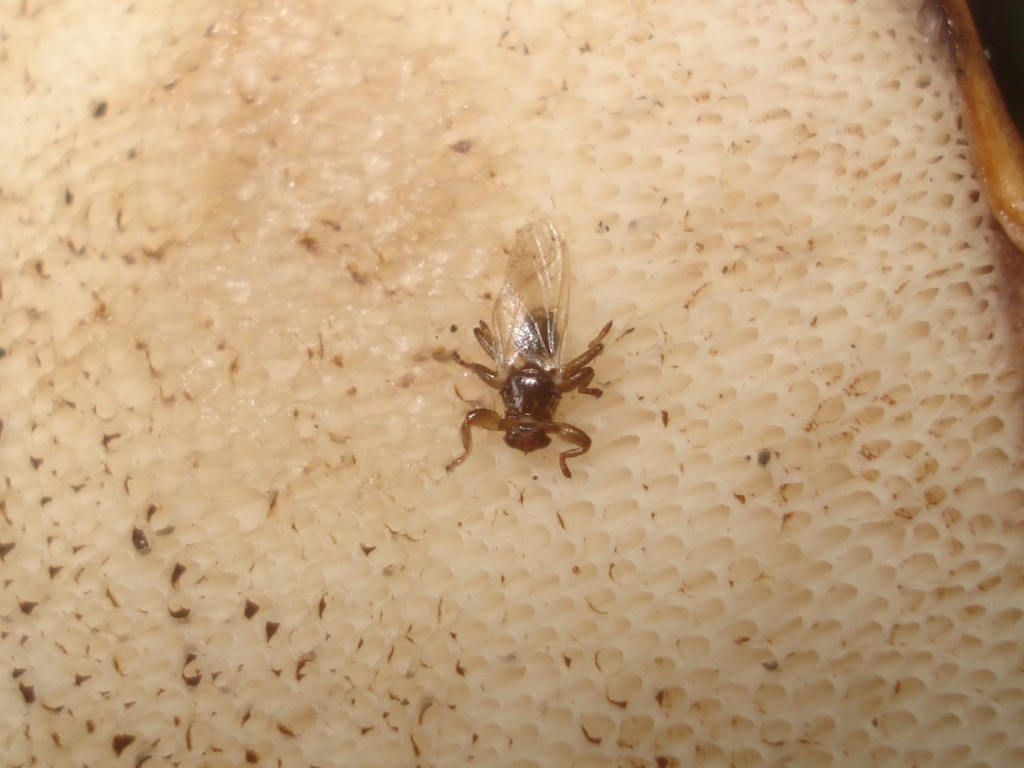 Lipoptena cervi 01