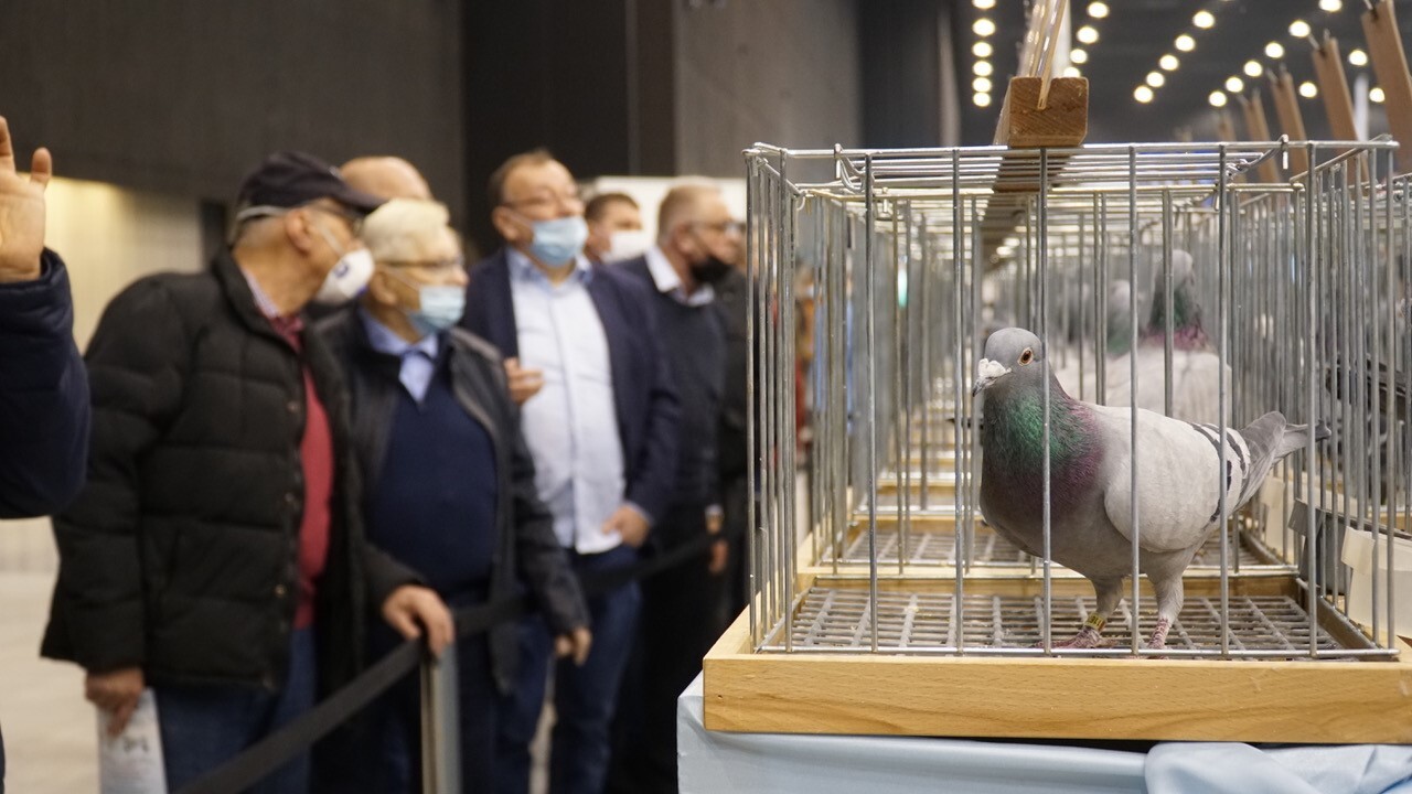 Międzynarodowe Targi Gołębi Pocztowych EXPO Gołębie w Katowicach 2
