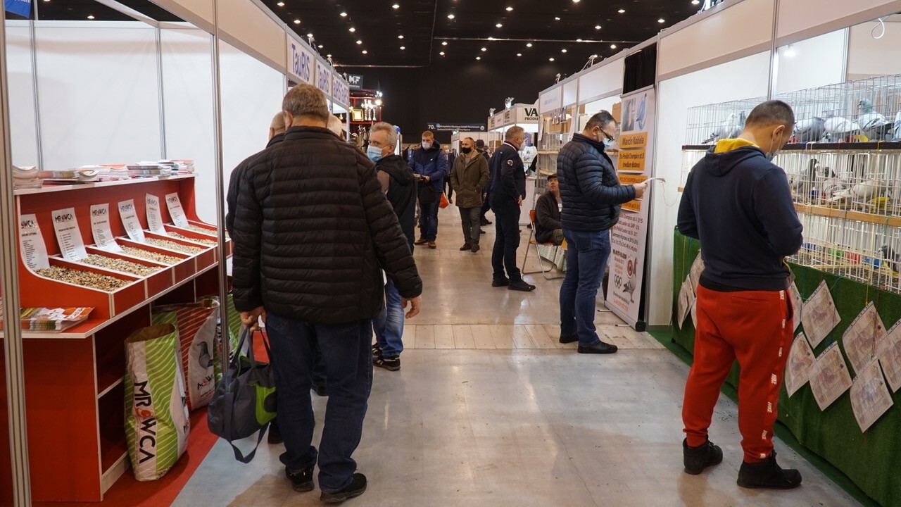 Międzynarodowe Targi Gołębi Pocztowych EXPO Gołębie w Katowicach 4