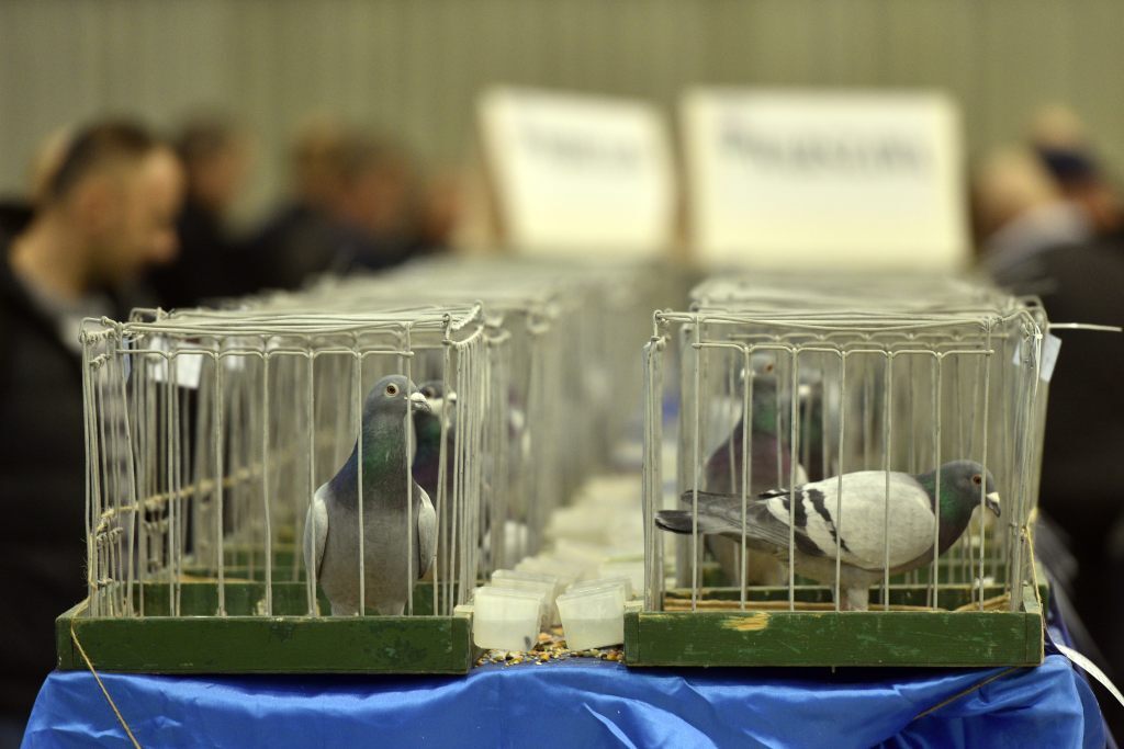 Międzynarodowe Targi Gołębi Pocztowych EXPO Gołębie w Katowicach 2023 6