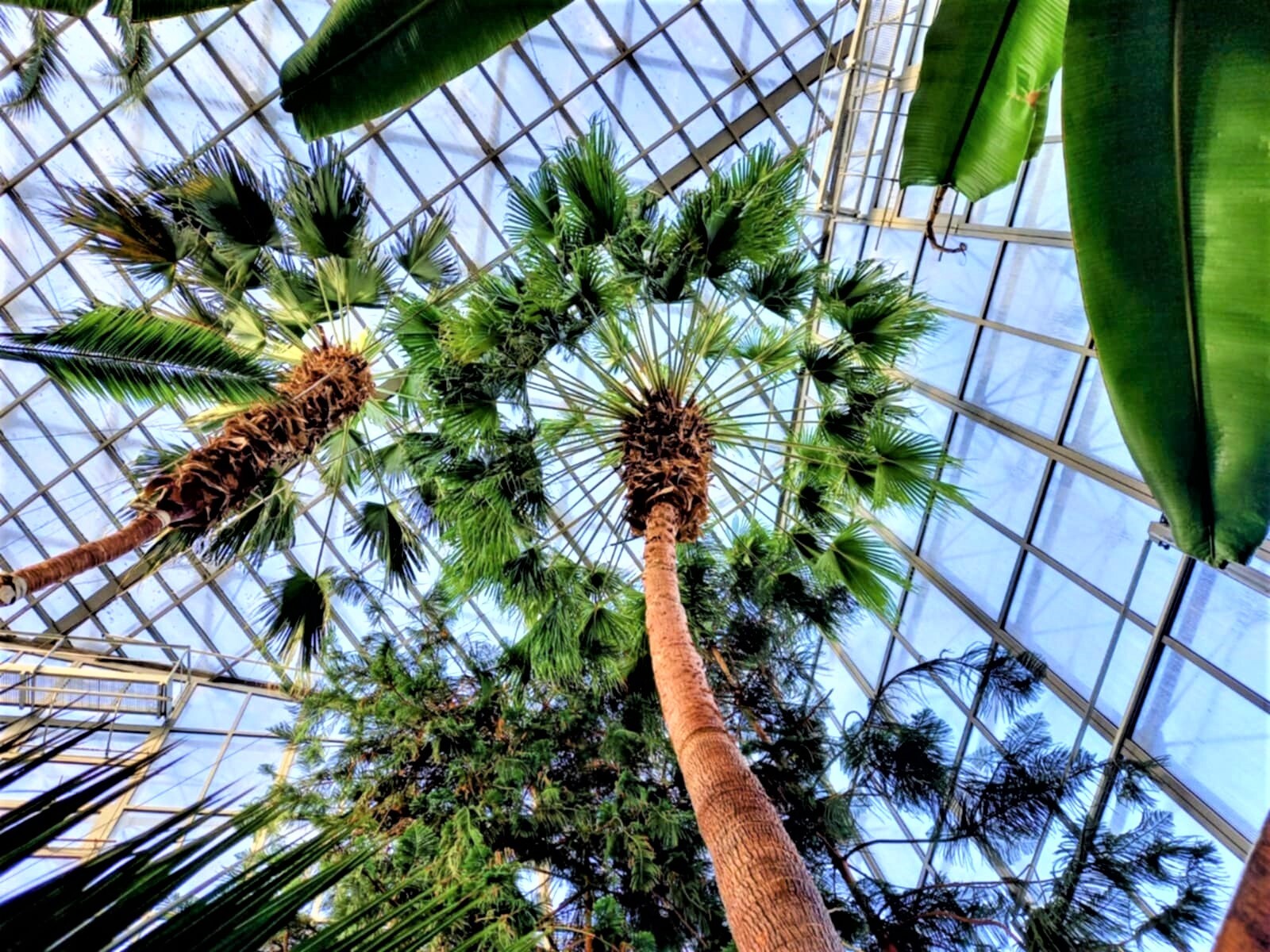 Palma Corypha umbraculifera