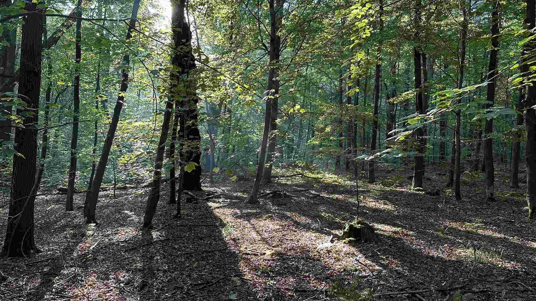 Park Repecki w Tarnowskich Górach