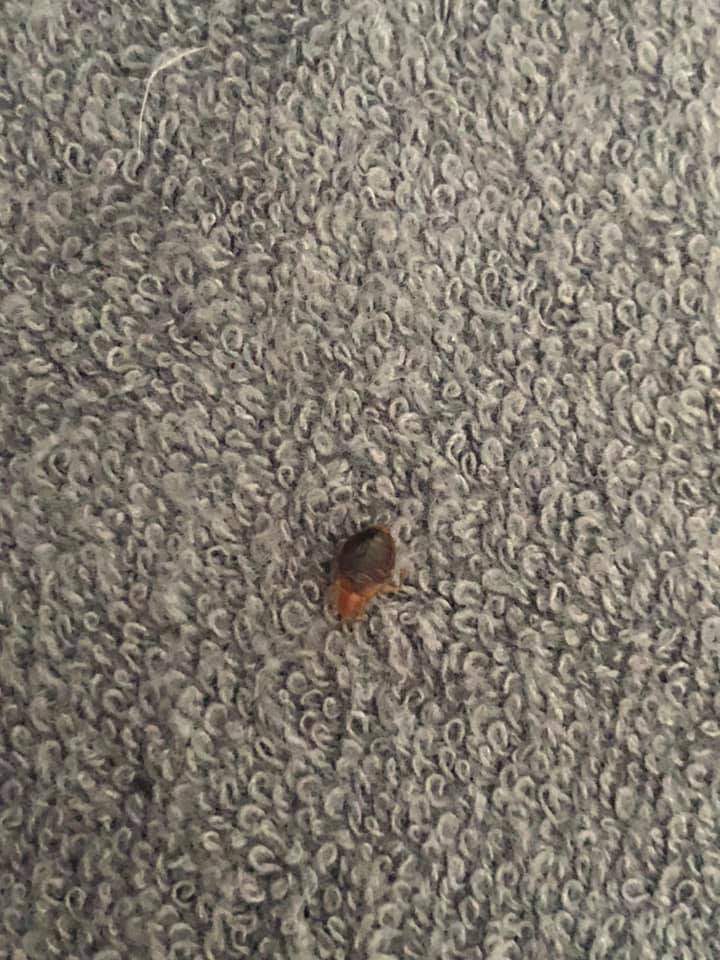 Pluskwy w mebalch Agata 2