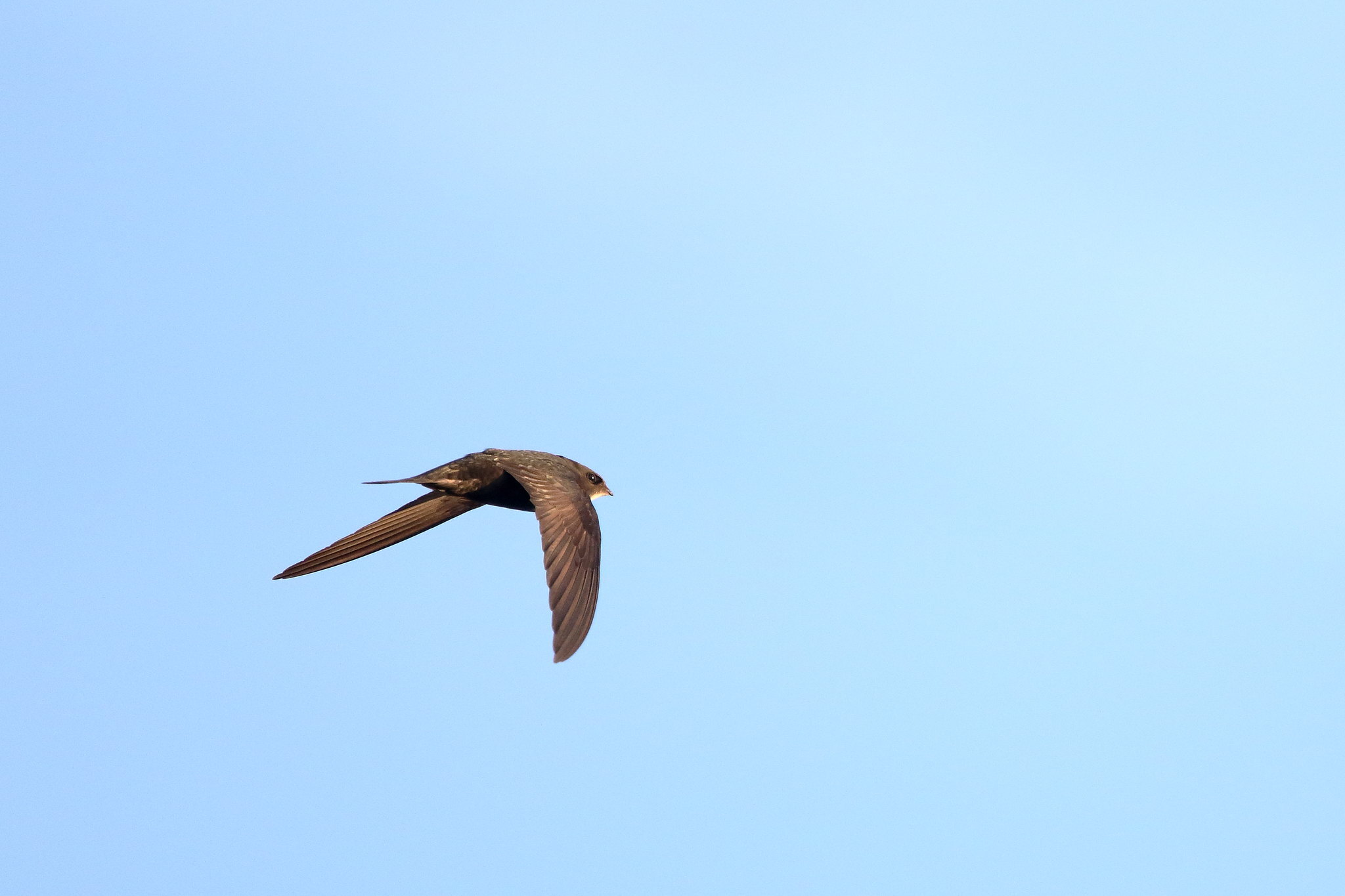 Przyroda dla Sosnowca Jerzyk Piotr Szczypa 1