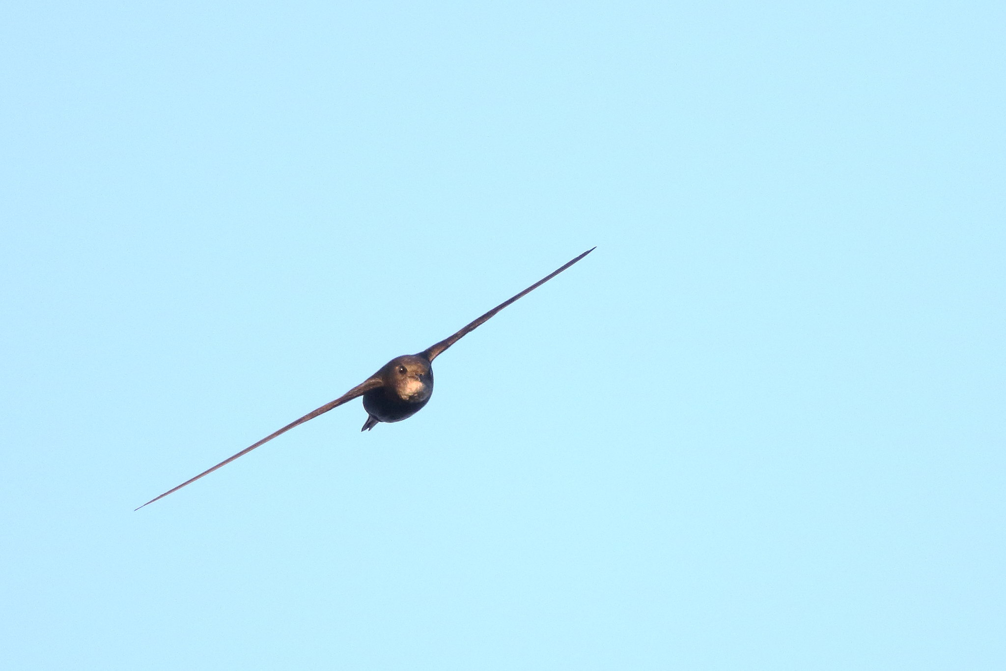 Przyroda dla Sosnowca Jerzyk Piotr Szczypa 2