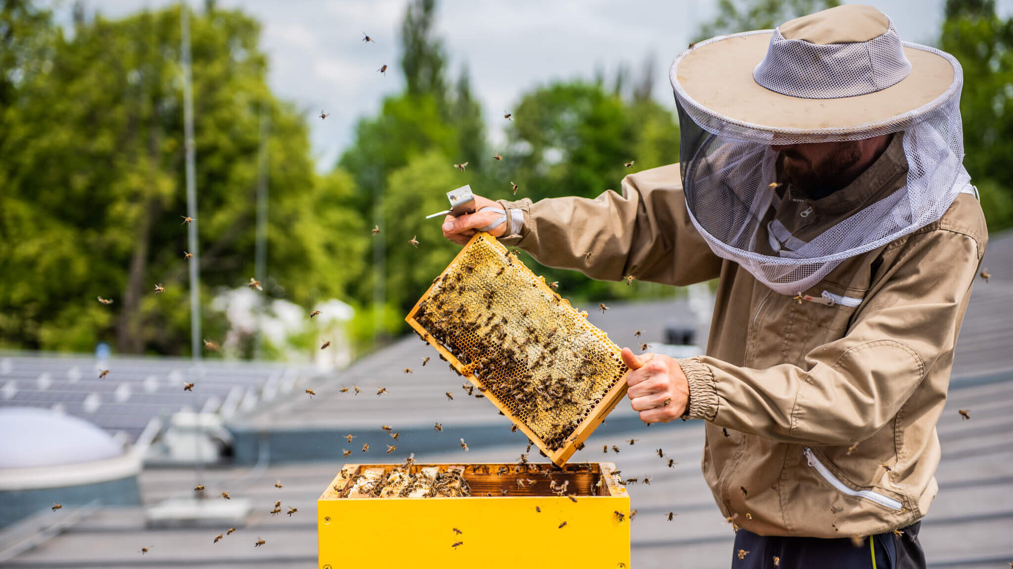 Pszczoły z basenu Brynów