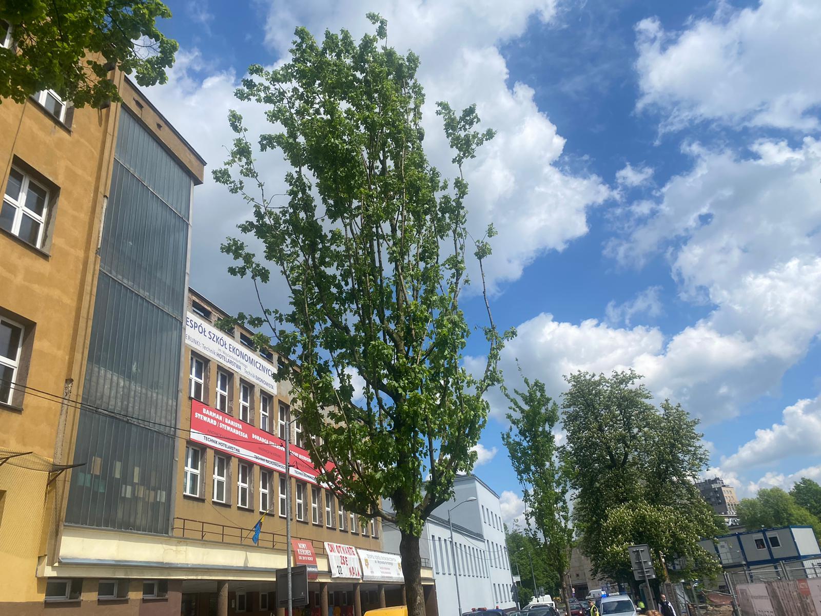 Raciborska klony2