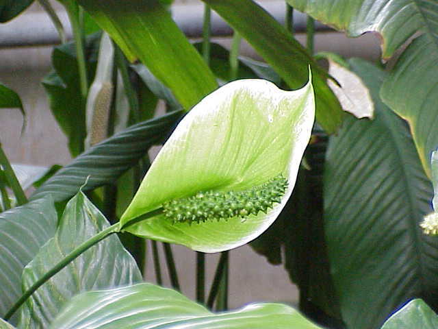 Spathiphyllum cochlearispathum0