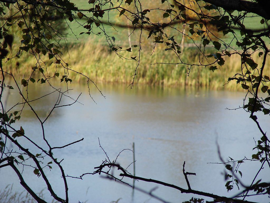 Staw Grabowiec panoramio