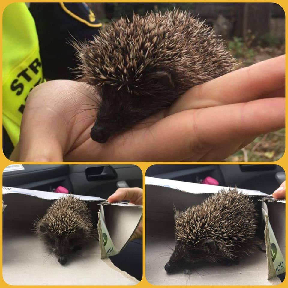 Uratowany jez przez Straz Miejska