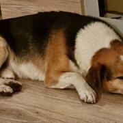 policjant zaopiekował się psem