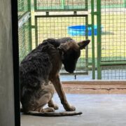 znęcanie się nad zwierzętami