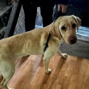 zaniedbane psy katowice