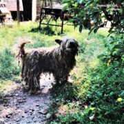 mieszkaniec Łazisk Górnych znęcał się nad psem