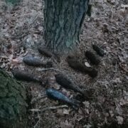 niewybuchy w Gostyni