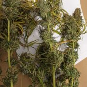 59 728938 g