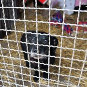 znęcanie się nad psem